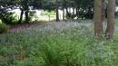 Bluebell Wood